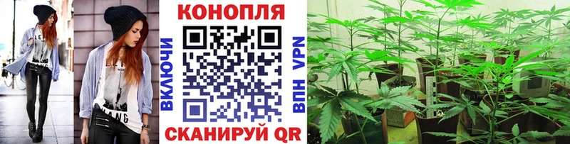 Бошки марихуана THC 21%  Купить закладки  Новоузенск 
